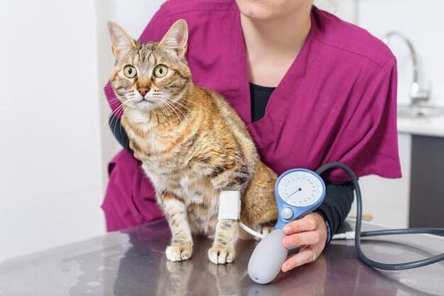 猫の血圧