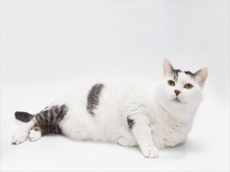 猫の肥満ーぽっちゃりは可愛い？？