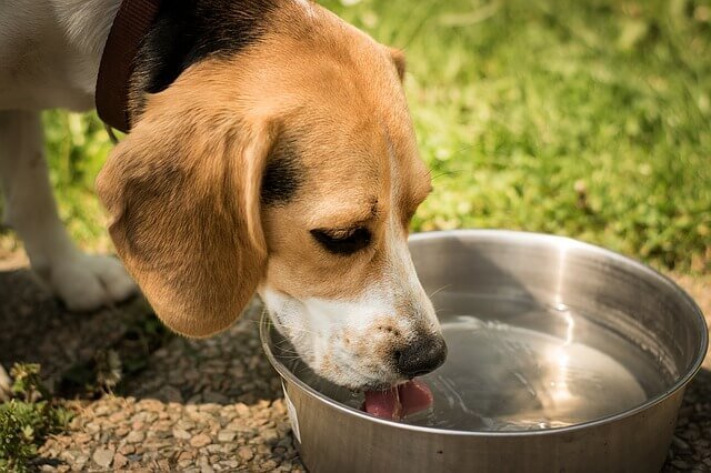 水を飲み犬
