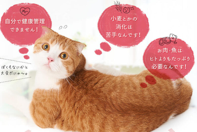キャットフード グレインフリーとは?おすすめのキャットフードを紹介!