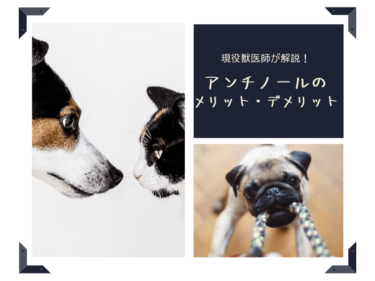 【獣医師が解説】犬によってアンチノールのメリット・デメリットの違いが！飼い主必見！！